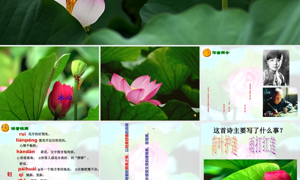 (部编)初中语文人教2011课标版七年级上册荷叶-母亲-(17)