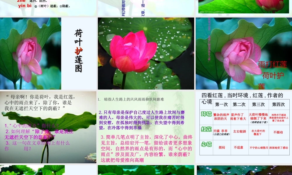 (部编)初中语文人教2011课标版七年级上册荷叶-母亲-(17)