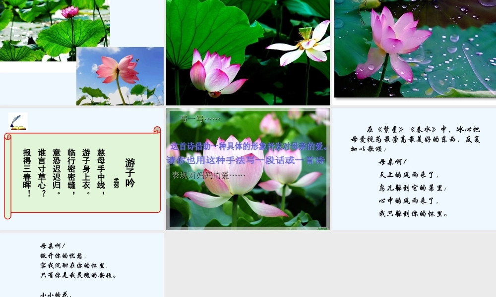 (部编)初中语文人教2011课标版七年级上册荷叶-母亲-(17)