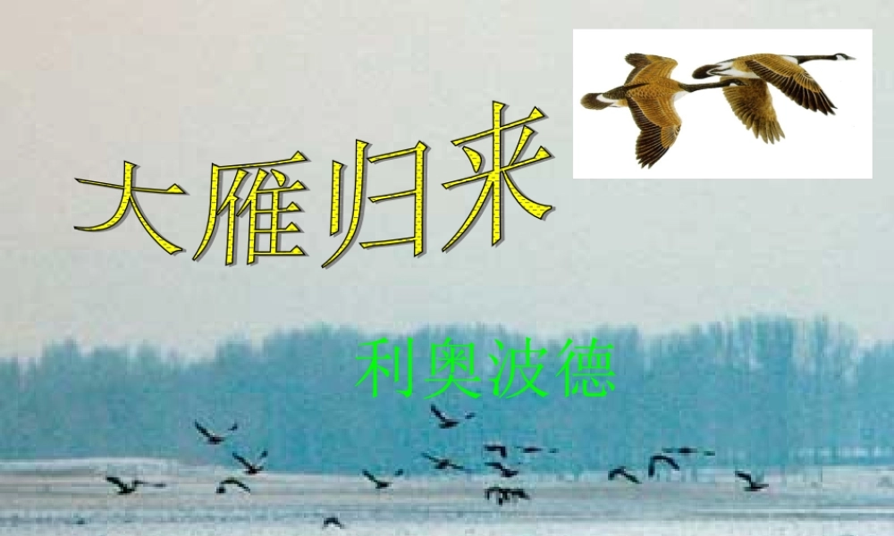 鲁教版七年级语文上册大雁归来3 ppt 课件