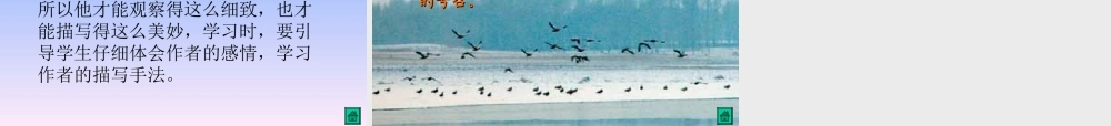鲁教版七年级语文上册大雁归来3 ppt 课件