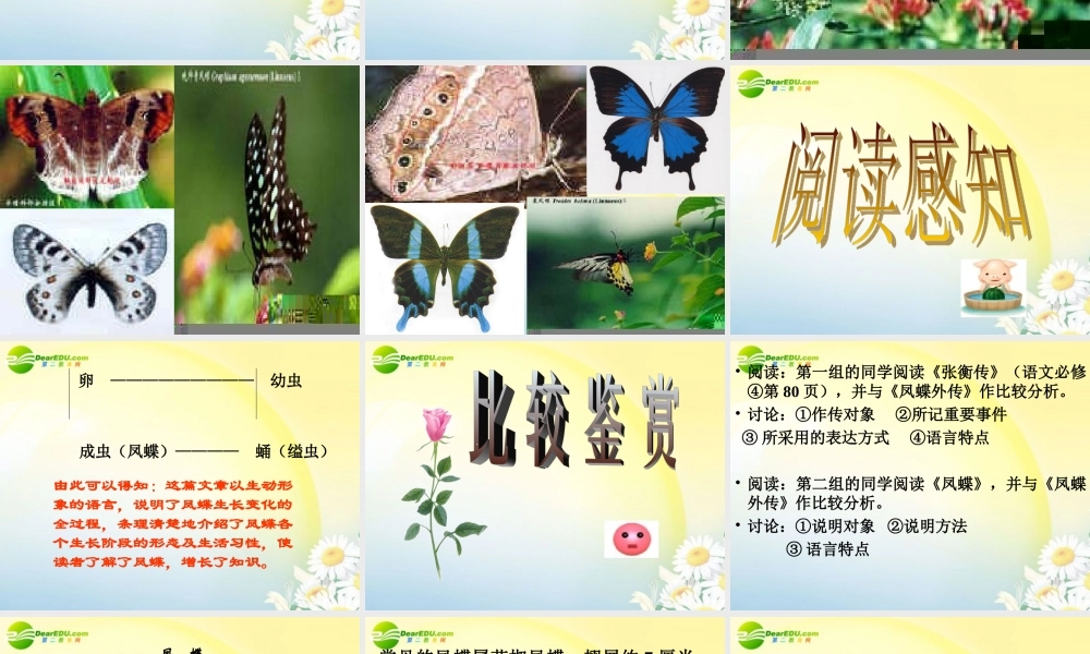 高中语文 44(凤蝶外传)课件 新人教版必修3 课件