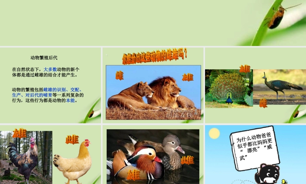 动物是怎样繁殖的---李顺富