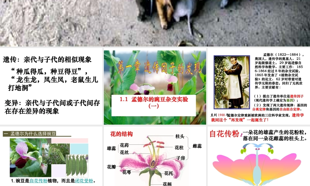 孟德尔的豌豆杂交实验(一)