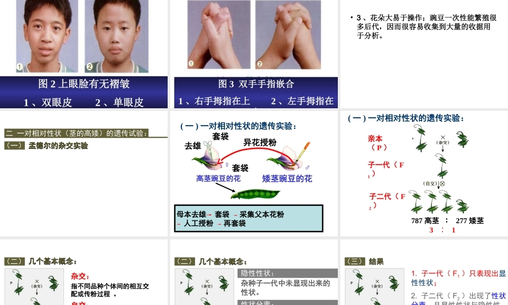 孟德尔的豌豆杂交实验(一)