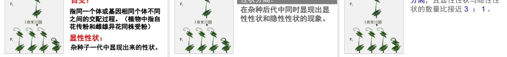 孟德尔的豌豆杂交实验(一)