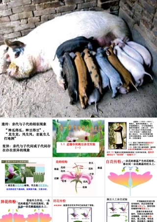 孟德尔的豌豆杂交实验(一)