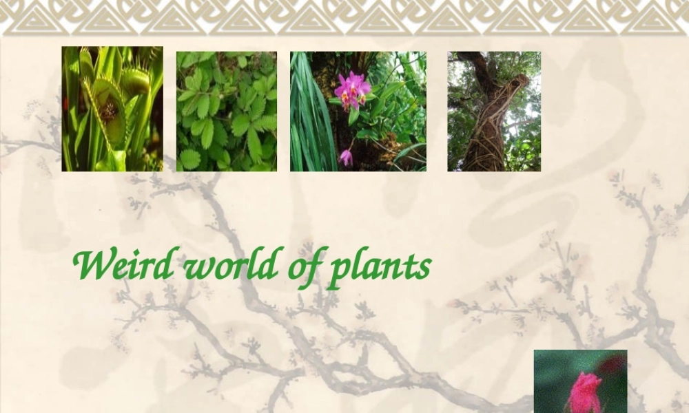 高中英语：Unit3 the weird world of plants-reading课件(牛津上海版S1B) 课件