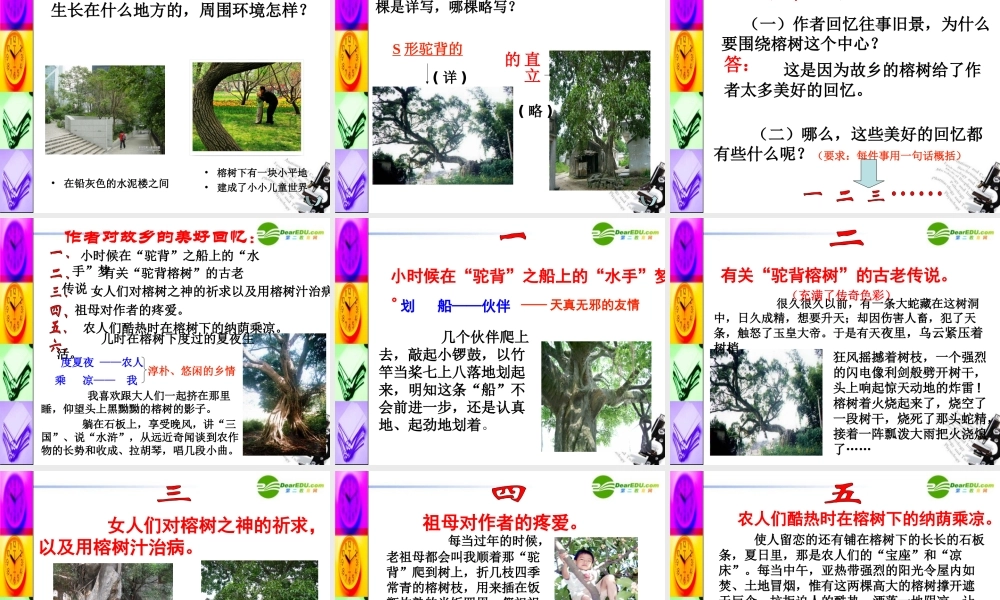 高中语文 第一单元第3课(故乡的榕树)课件(2) 粤教版必修2 课件