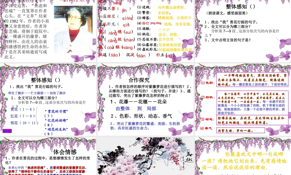 78紫藤萝瀑布