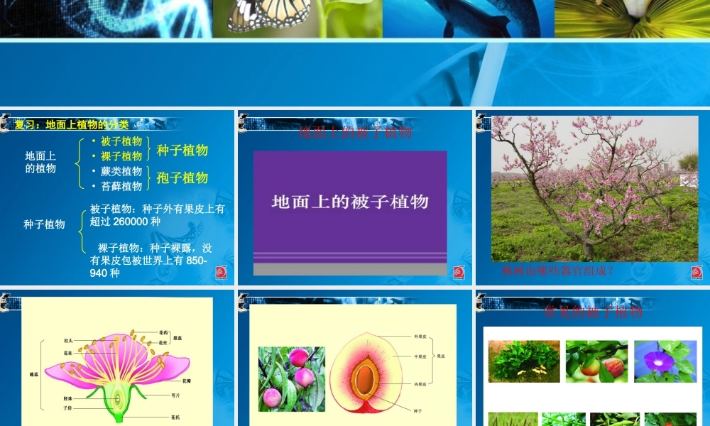 蕨类植物与苔藓植物-教学课件