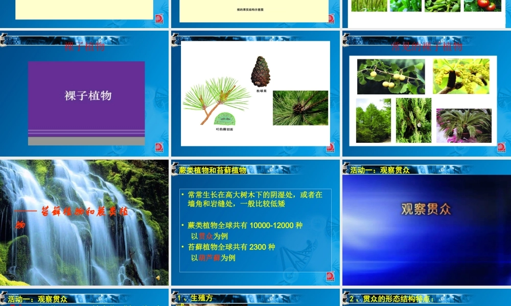 蕨类植物与苔藓植物-教学课件