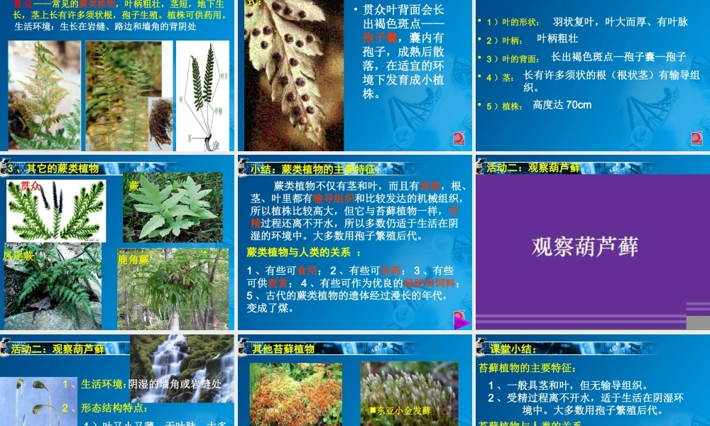 蕨类植物与苔藓植物-教学课件