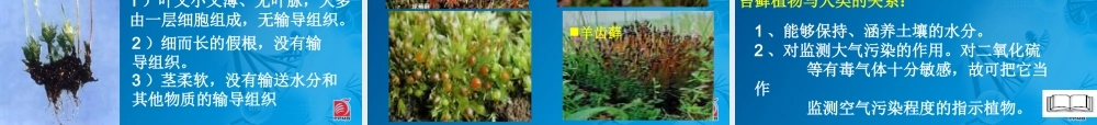 蕨类植物与苔藓植物-教学课件