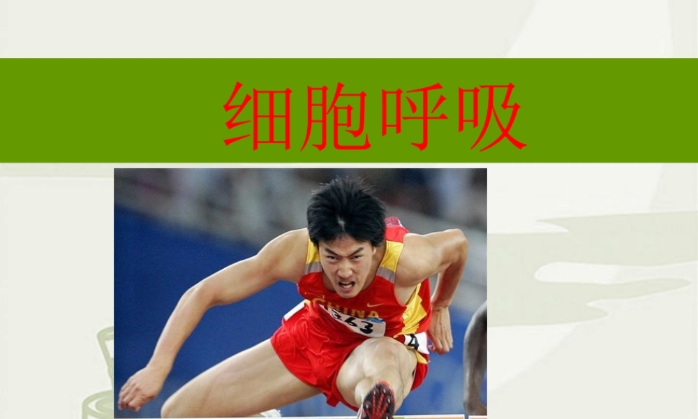 第七节 细胞呼吸ppt 高二生物第三章 生物的新陈代谢课件二[整理四课时]新课标 高二生物第三章 生物的新陈代谢课件二[整理四课时]新课标
