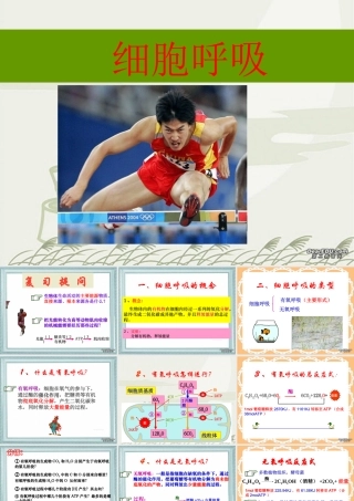 第七节 细胞呼吸ppt 高二生物第三章 生物的新陈代谢课件二[整理四课时]新课标 高二生物第三章 生物的新陈代谢课件二[整理四课时]新课标