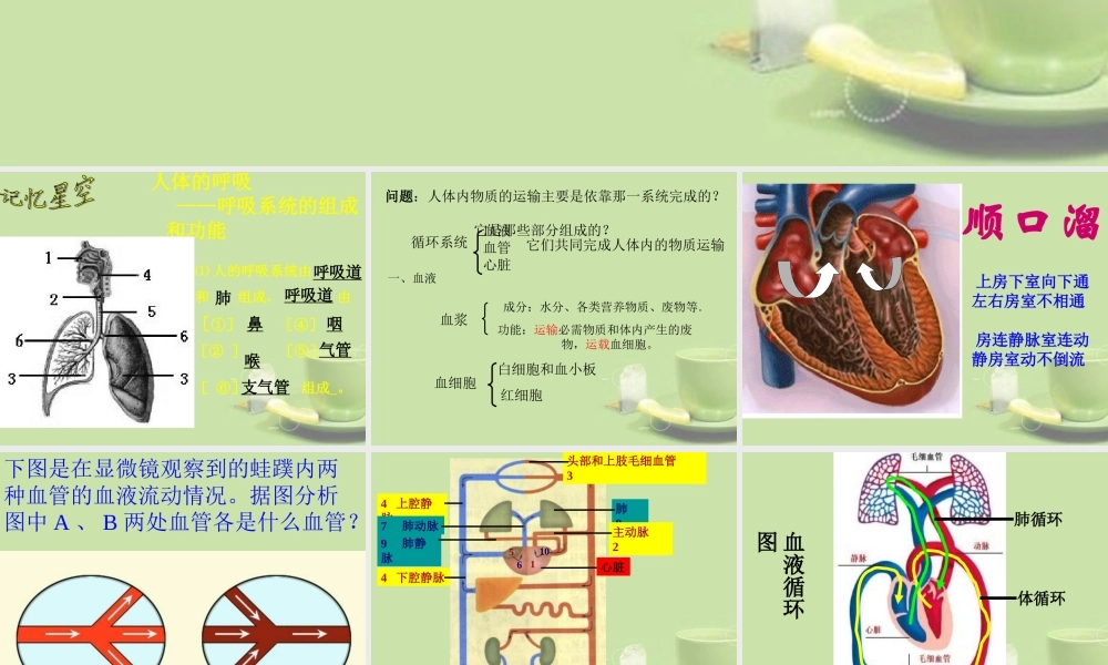甘肃省会宁县七年级生物下册(人体生命活动的能量供给)课件  课件
