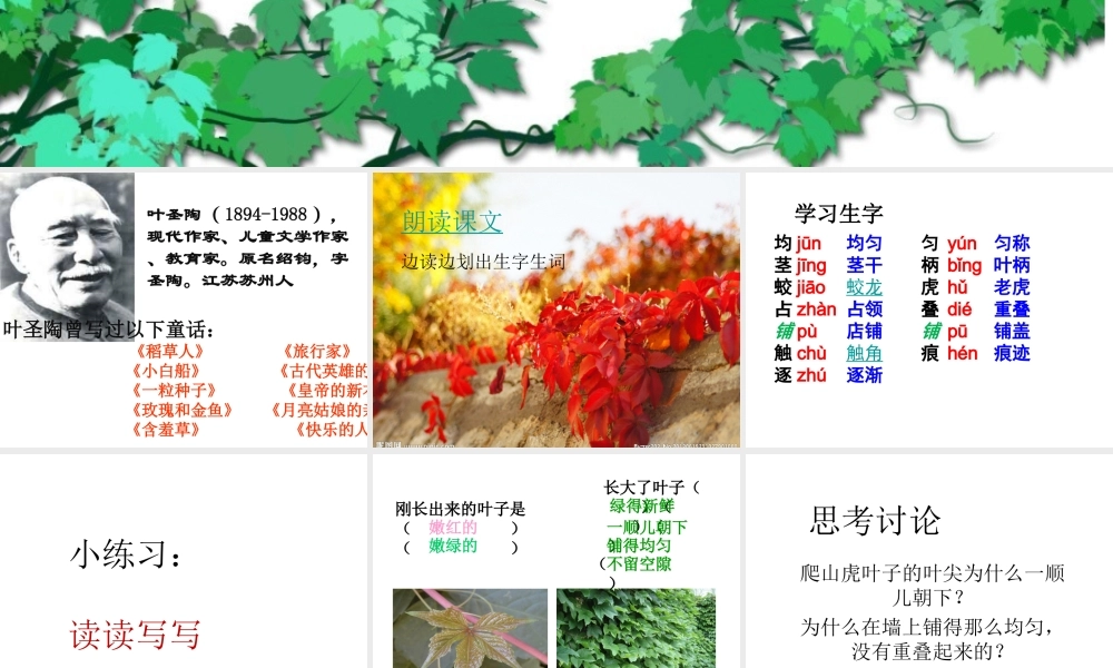 爬山虎的脚课件