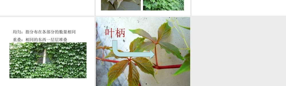 爬山虎的脚课件