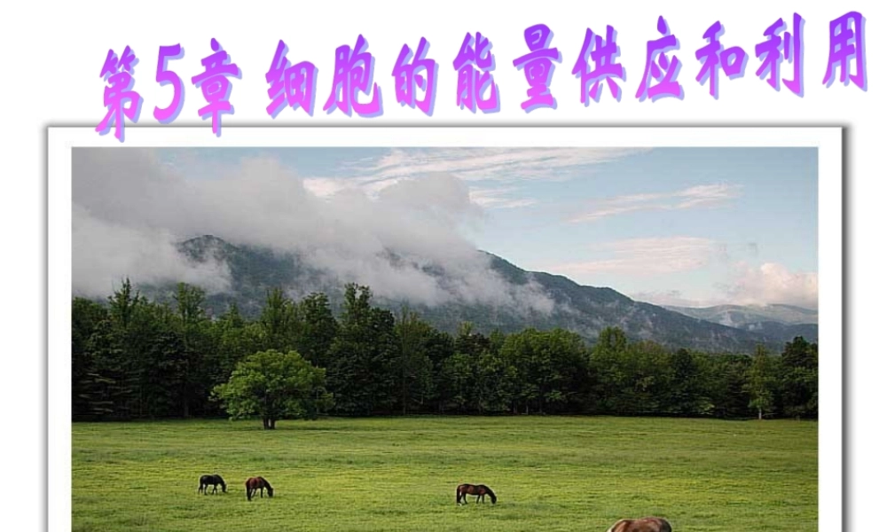 降低化学反应活化能的酶PPT