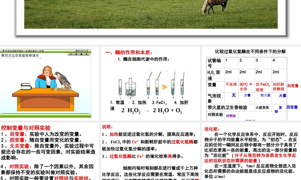 降低化学反应活化能的酶PPT