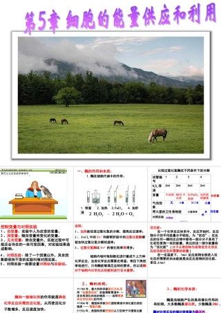 降低化学反应活化能的酶PPT