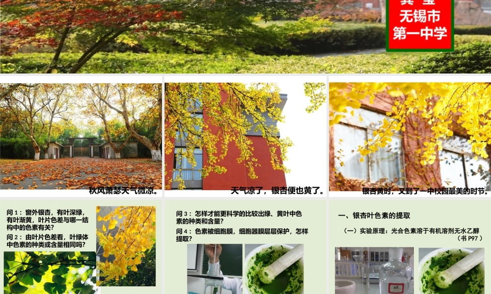 光合色素与光能量的捕获