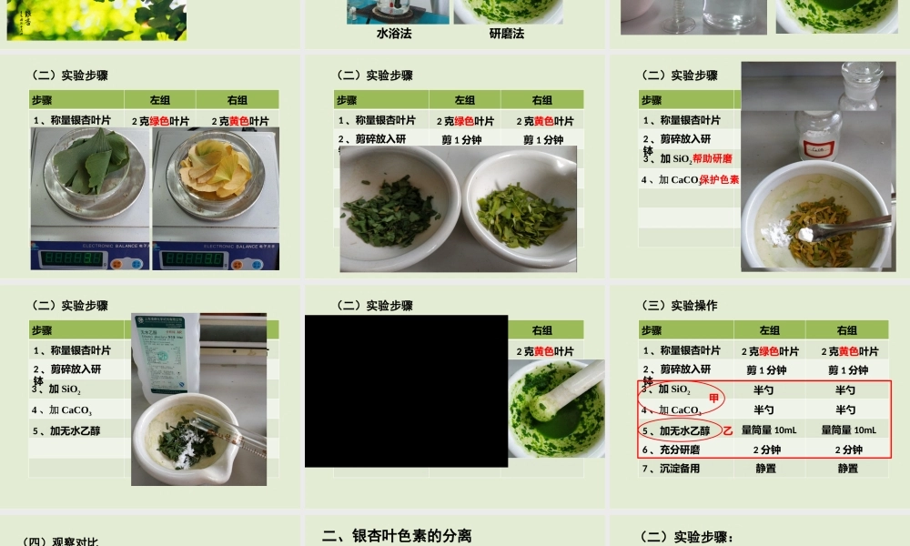 光合色素与光能量的捕获