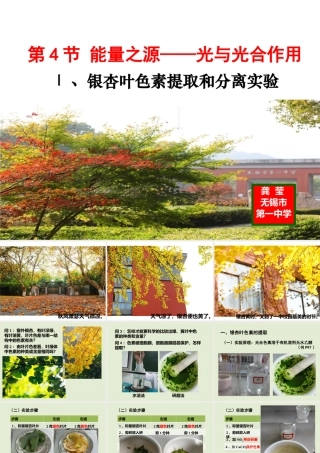 光合色素与光能量的捕获