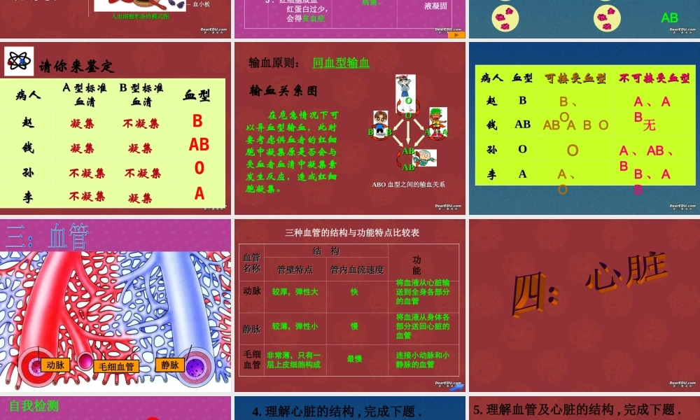 血液循环复习 初三生物复习 血液循环的复习课件(ppt,flash,视频文件)苏教版