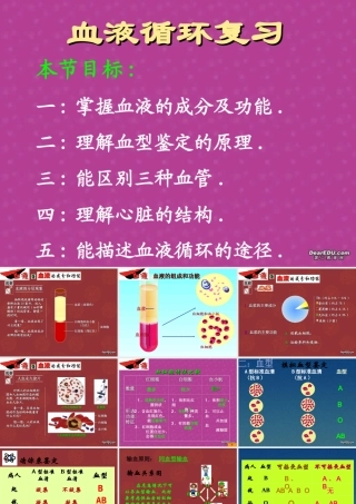 血液循环复习 初三生物复习 血液循环的复习课件(ppt,flash,视频文件)苏教版