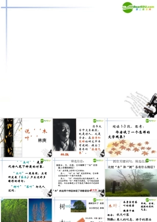 高中语文(说木叶)教学课件 新人教版必修5 课件