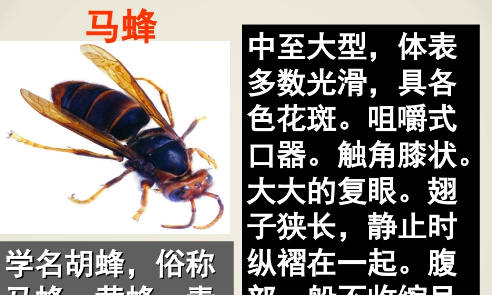 捅马蜂窝-第一课时
