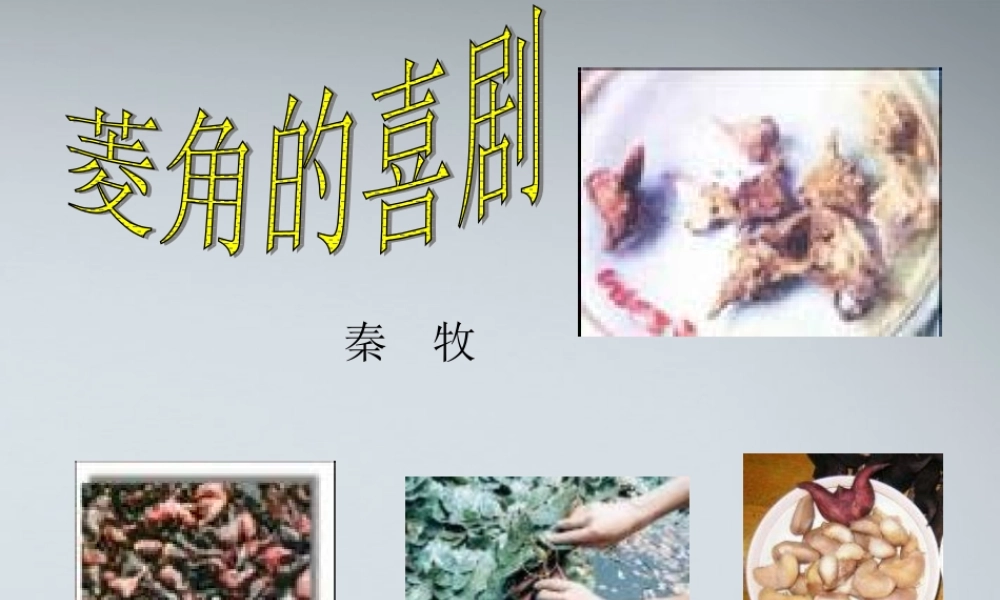 高中语文 菱角的喜剧3课件 粤教版必修2 课件