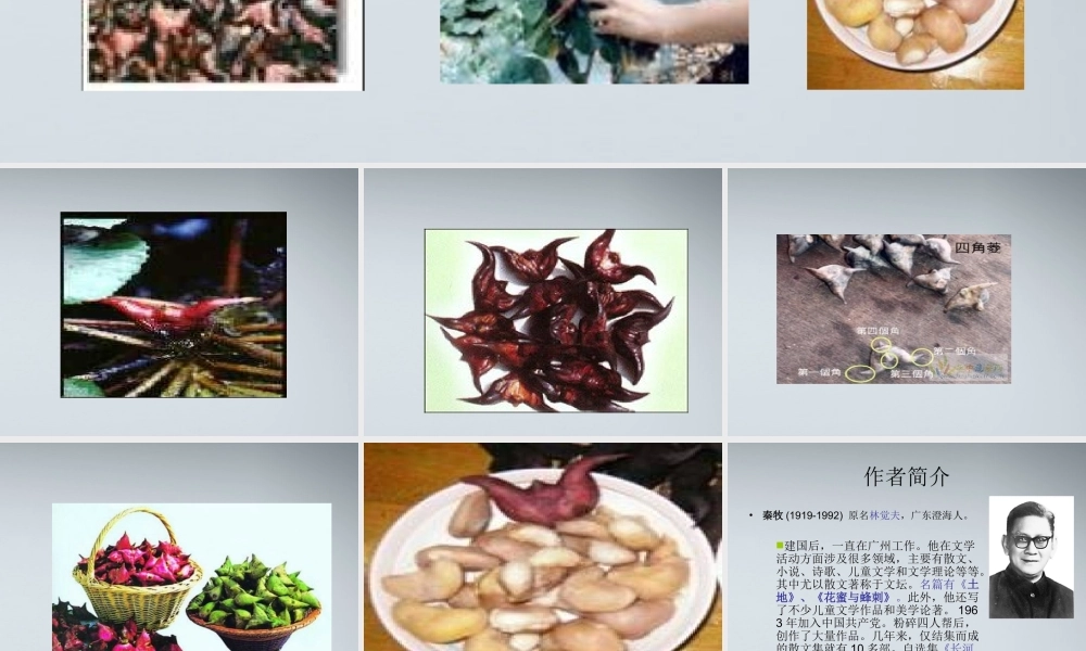 高中语文 菱角的喜剧3课件 粤教版必修2 课件