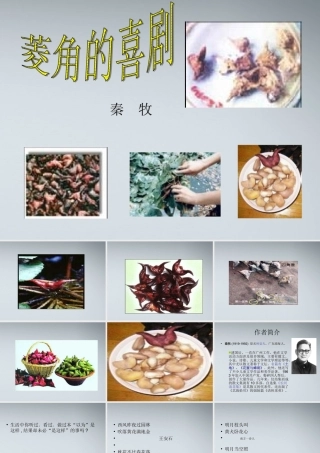 高中语文 菱角的喜剧3课件 粤教版必修2 课件