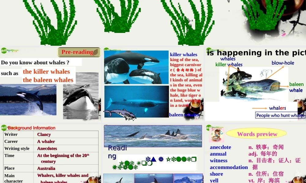 高中英语 unit3 Under the Sea reading-- OLD TOM THE KILLER WHALE课件 新人教版选修7 课件