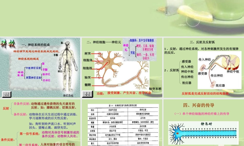 甘肃省会宁县七年级生物下册(神经调节)课件