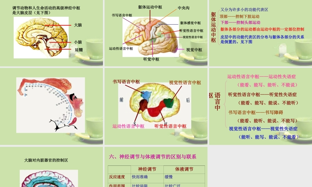 甘肃省会宁县七年级生物下册(神经调节)课件