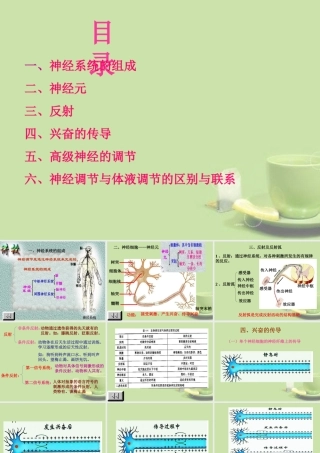 甘肃省会宁县七年级生物下册(神经调节)课件
