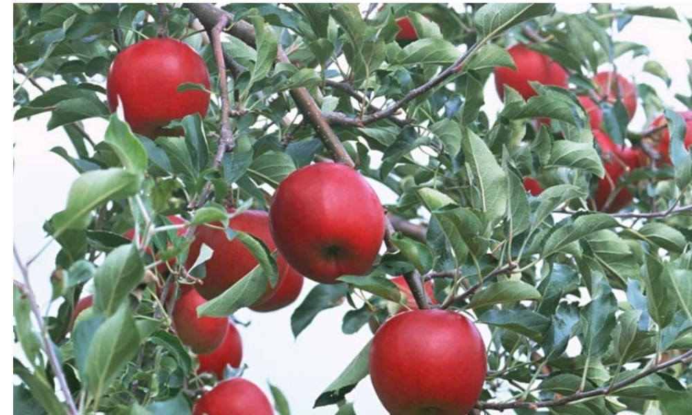 高中语文：(安东诺夫卡苹果)教学课件新人教版选修系列 课件