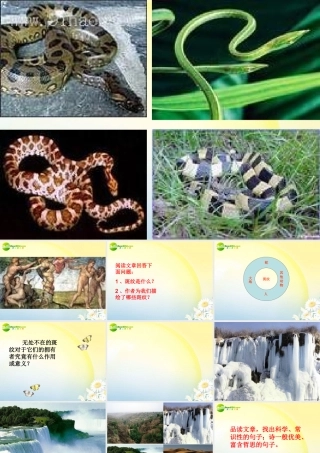 高中语文(斑纹)课件 苏教版必修5 课件