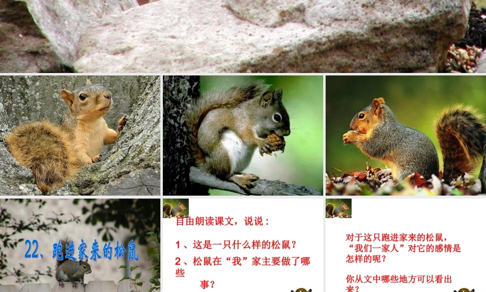 跑进家的松鼠PPT