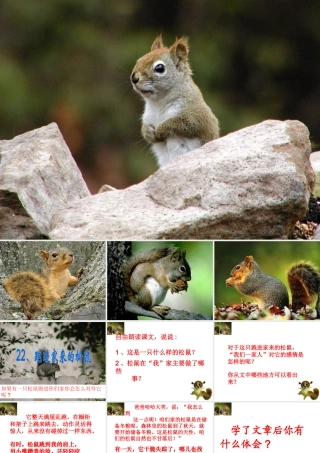 跑进家的松鼠PPT