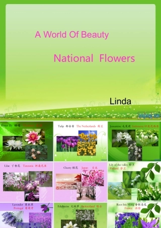 国花介绍(1)(1)