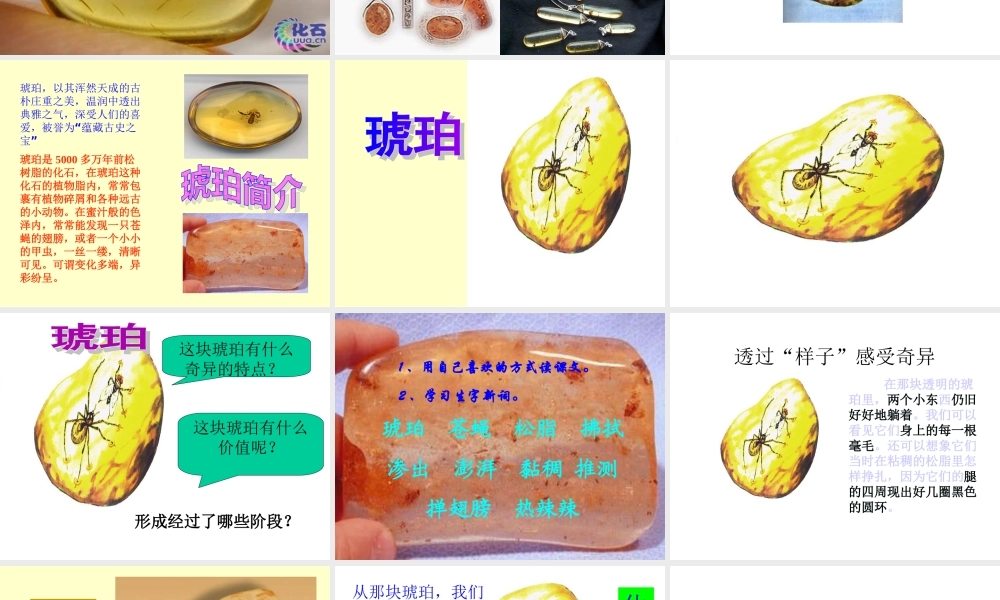 《琥珀》课件(1)