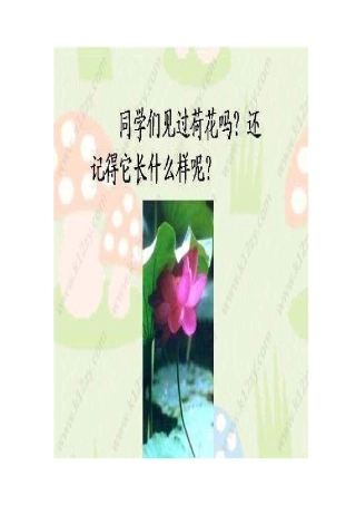 《荷花》教学课件