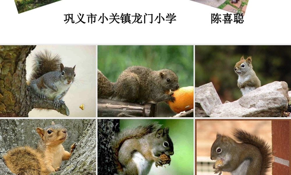 跑进家来的松鼠