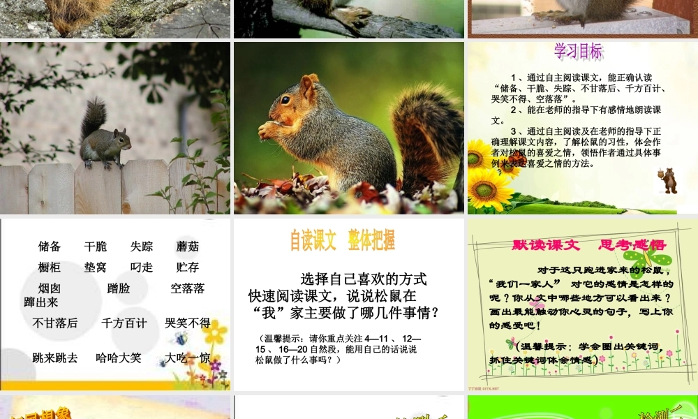 跑进家来的松鼠