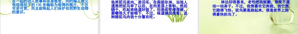 跑进家来的松鼠